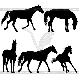 Установите силуэт животных черной мустанг лошади - векторное графическое изображение