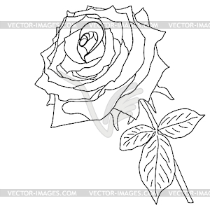 Beautiful sketch of rose flower - vector image