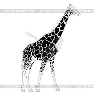 Sketch of high African giraffe - vector image