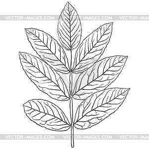 Sketches silhouettes leaves - vector image