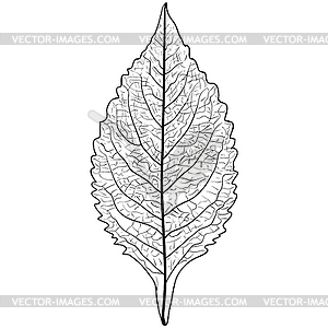 Sketches silhouettes leaves - vector image