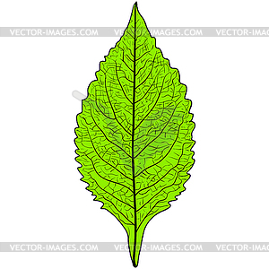 Sketches silhouettes leaves - vector clipart