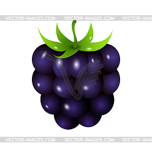 Blackberry - vector image