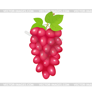 Red grapes - vector clip art