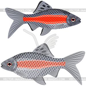 Exotic aquarium fish - vector image