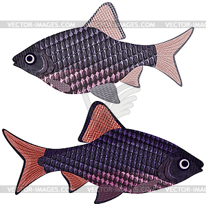 Exotic aquarium fish - vector clipart