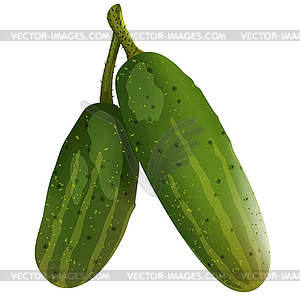 Two fresh cucumbers - royalty-free vector clipart