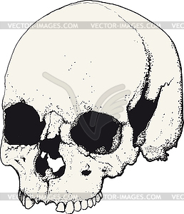 Skull in profile - vector image