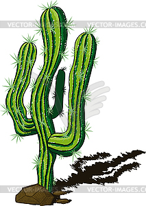 Cactus doodle - vector image