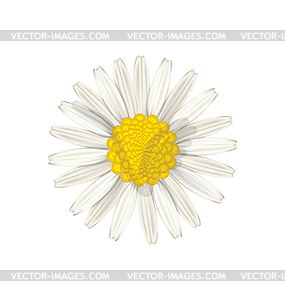 Camomile flower - vector clipart