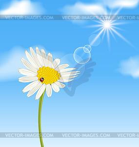 Chamomile flower and blue sky with clouds - vector clipart