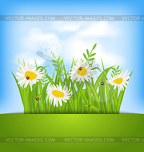 Spring nature background with camomiles, ladybugs, - vector image