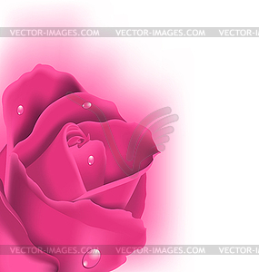 Celebration card with pink rose, copy space for you - vector clip art