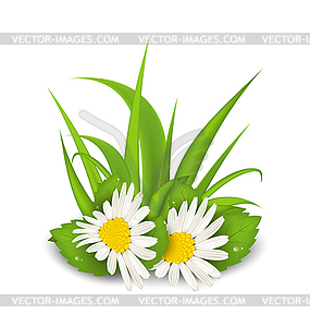 Camomile flowers with grass - vector clip art