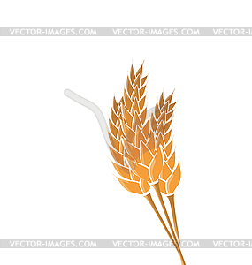 Ears of wheat - vector image