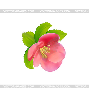 Flower of Japanese Quince (Chaenomeles japonica) - vector clipart