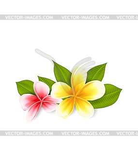 Pink and yellow frangipani (plumeria), exotic - vector clip art