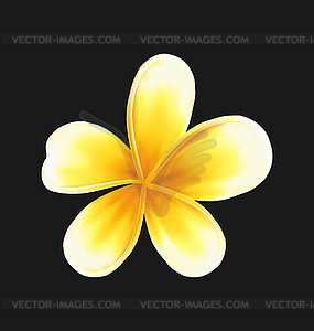 Frangipani flower (plumeria) on dark background - vector image