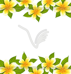 Decoration frame made in frangipani (plumeria), - vector image