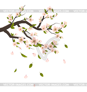 Cherry Blossom, Branch of Tree with Flying Petals - vector clip art