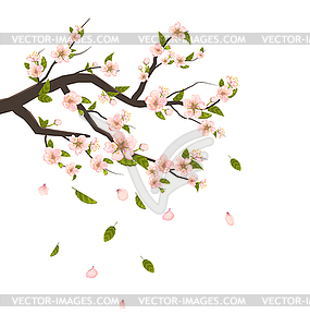 Cherry Blossom, Branch of Tree with Flying Petals o - vector clip art