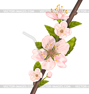 Cherry Blossom, Branch of Tree - vector image