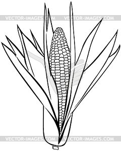 Corn on cob - vector clipart