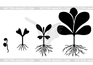 Set of silhouette plants - vector image