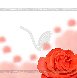 Roses background - royalty-free vector image