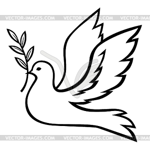 Contour dove with branch - vector image