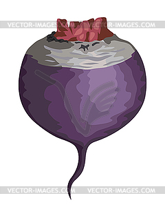 Beetroot - vector image