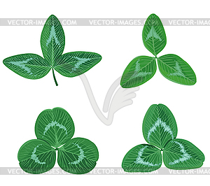 Set of clovers leaf trefoil - vector image