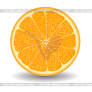 Oranges slice - vector image