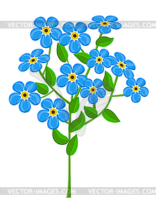 Forget-me-nots - vector image