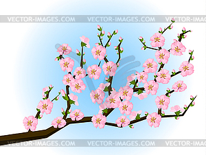Восточный стиль живописи, вишни весной - векторный клипарт