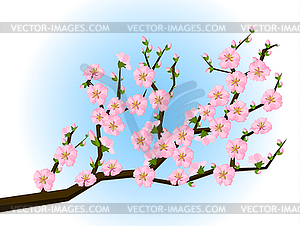 Oriental style painting, cherry blossom in spring - vector clipart