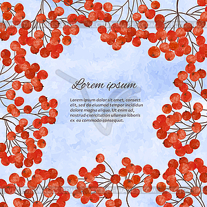 Llustration with branches rowan berry - vector image