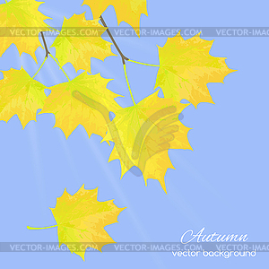 Autumn leaves against sky - vector image