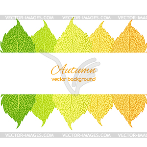 Autumn leaves on white background - vector image