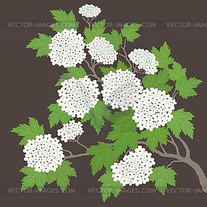 Spring card with white flowers - vector image