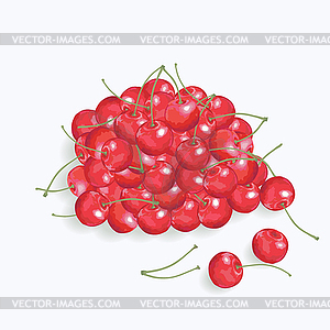 Red cherry on white background - vector image