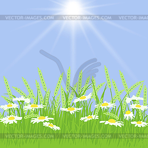 Spring card with grass, chamomile - vector clip art