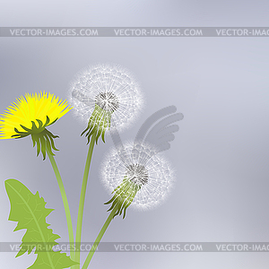 Yellow dandelion flowers - royalty-free vector clipart