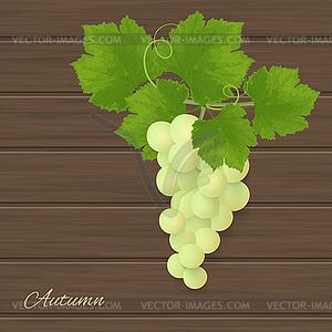 Grapes - vector image