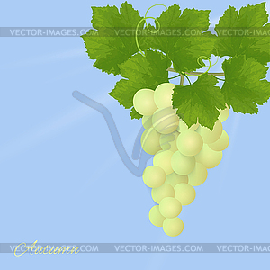 Grapes - vector image