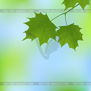 Elegant with maple leaves - royalty-free vector image