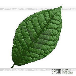 Green leaves - vector image