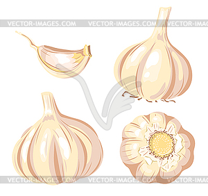 Garlic set - vector clipart