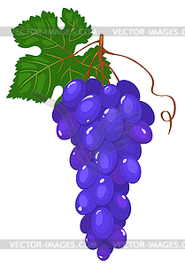 Cluster of dark blue grapes - vector EPS clipart