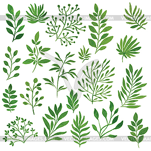 Set of branches - vector clip art